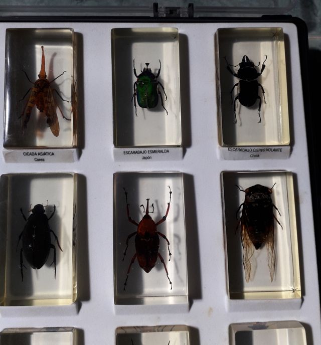 CAJAS INSECTOS EN METACRILATO