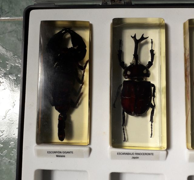 CAJAS INSECTOS EN METACRILATO