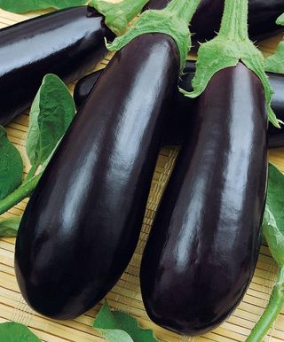 Semillas de berenjena "Joya" 10 unidades