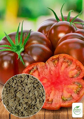Semillas de tomate "Malvavisco en chocolate" 10 un