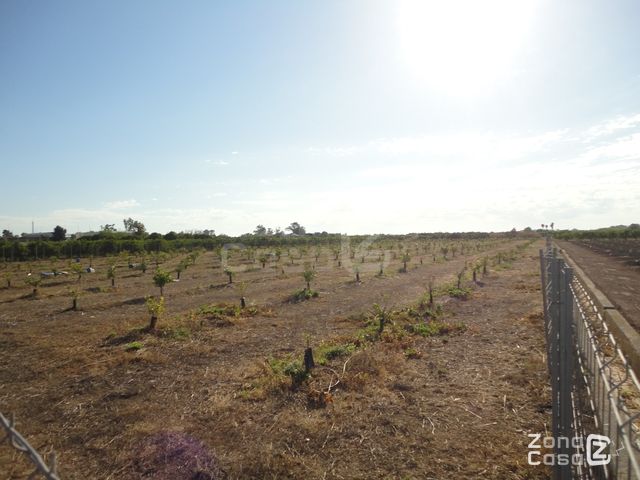 FINCA RUSTICA O CAMPO EN ALGEMESI