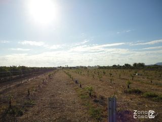 FINCA RUSTICA O CAMPO EN ALGEMESI