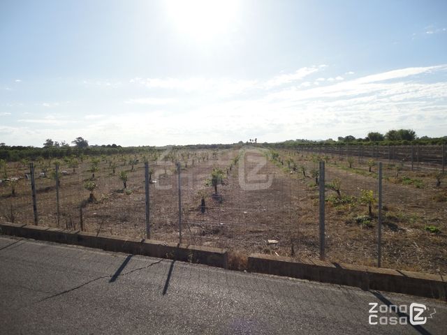 FINCA RUSTICA O CAMPO EN ALGEMESI