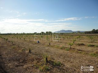 FINCA RUSTICA O CAMPO EN ALGEMESI