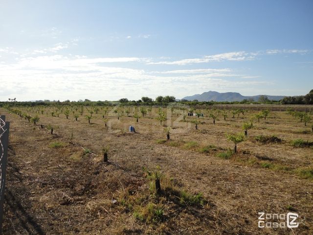 FINCA RUSTICA O CAMPO EN ALGEMESI