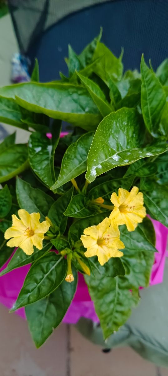 Mirabilis Jalapa, Don Diego de Noche, DomPedros