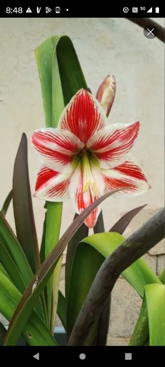 DESDE 5 € BLANCAS JASPEADA EN ROJO AMARILIS