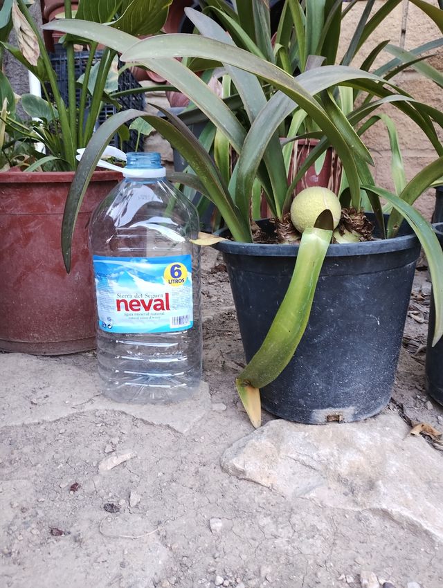 DESDE 5 € BLANCAS JASPEADA EN ROJO AMARILIS