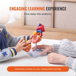 Modello Anatomico di Cuore Umano, 2 Parti 1:1, Mod