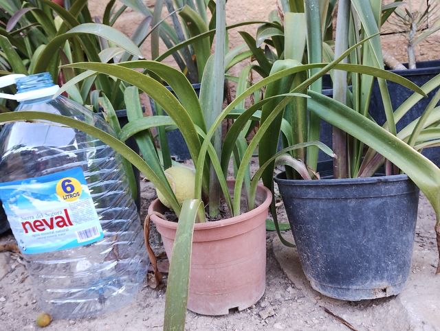 Blanca con rojo Amarilis