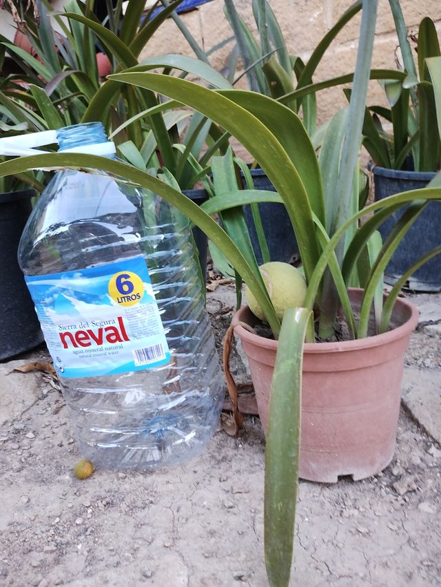 Blanca con rojo Amarilis