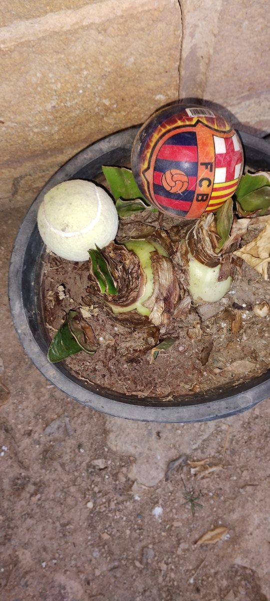 Blanca con rojo Amarilis