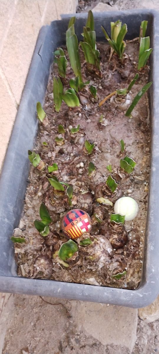 Blanca con rojo Amarilis