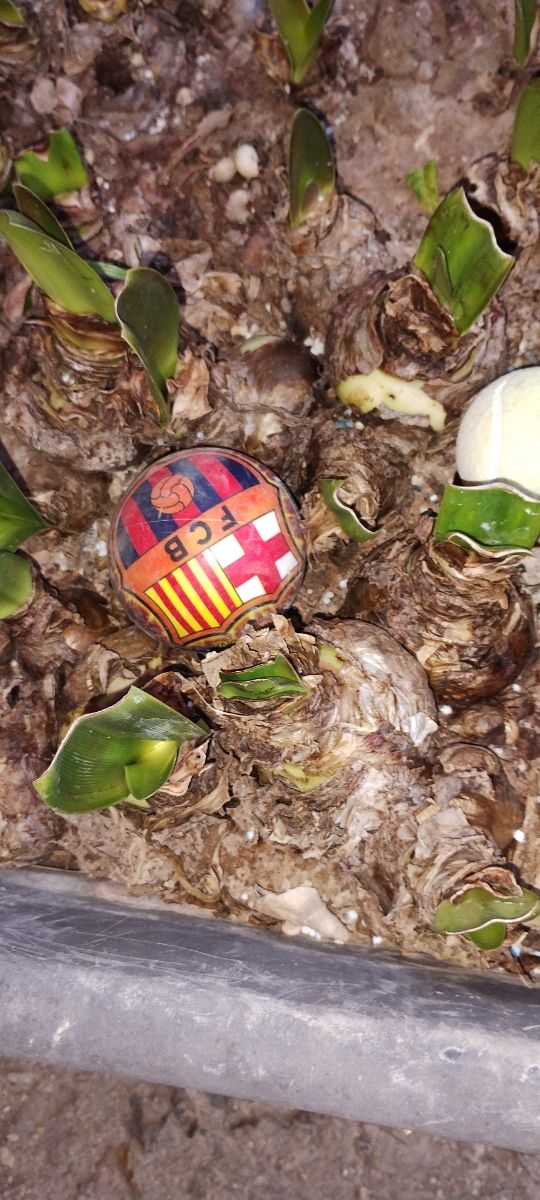 Blanca con rojo Amarilis