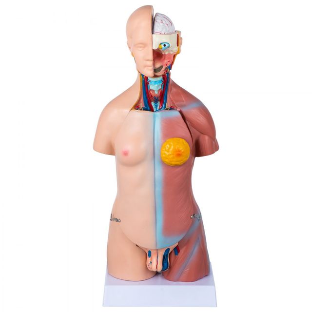 Torso Anatomia Modello Torso Umano 45 cm Torso Uma