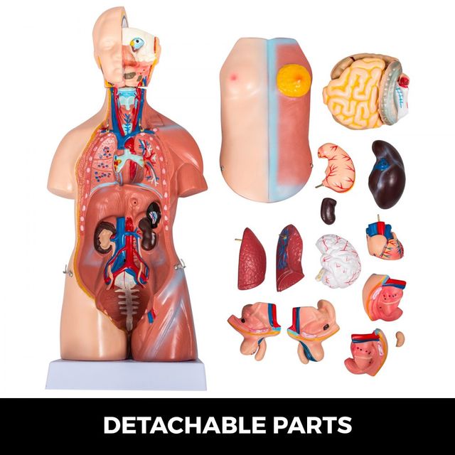 Torso Anatomia Modello Torso Umano 45 cm Torso Uma