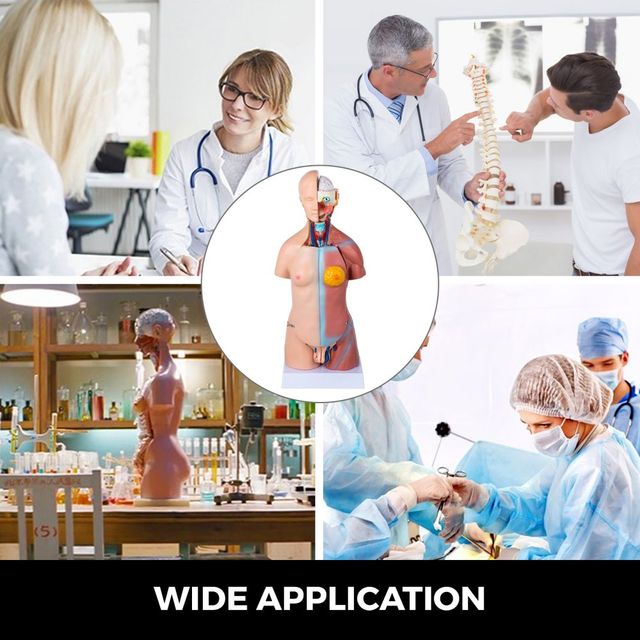 Torso Anatomia Modello Torso Umano 45 cm Torso Uma