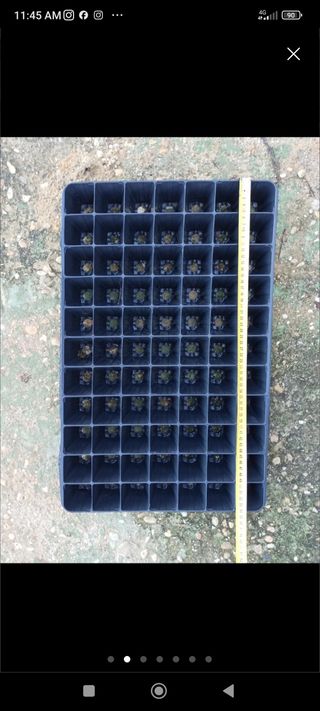 Pacs de 80 bandejas de 77 alveolos