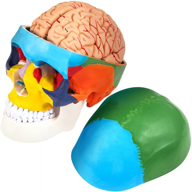 Cranio Scomponibile, 8 Parti Colorati Cranio Model