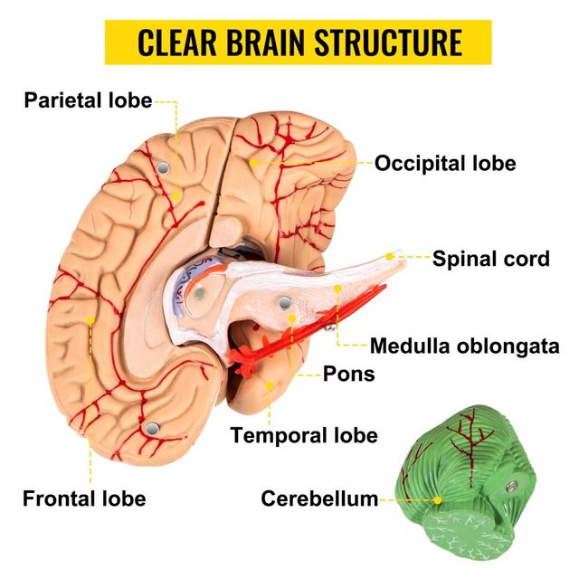 Cranio Scomponibile, 8 Parti Colorati Cranio Model