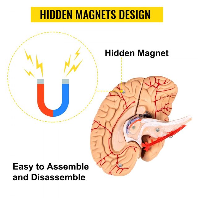 Cranio Scomponibile, 8 Parti Colorati Cranio Model