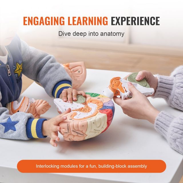 Modello di cervello umano Anatomia Insegnamento de