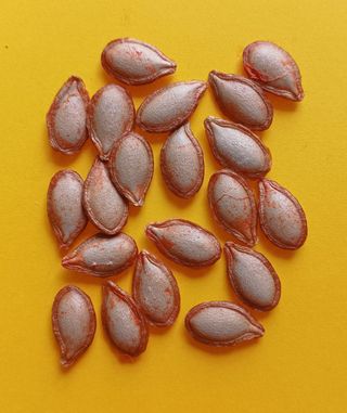 Semi selezionati di Zucca Violina. 20 pz