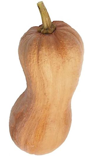 Semi selezionati di Zucca Violina. 20 pz