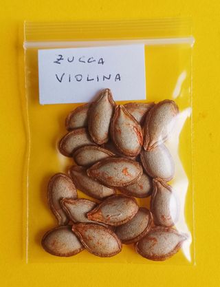 Semi selezionati di Zucca Violina. 20 pz