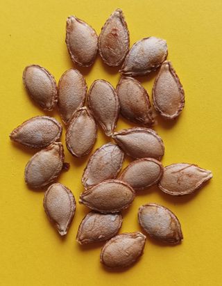 Semi selezionati di Zucca Rossa Siciliana. 20 pz