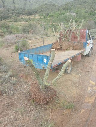 Venta de olivos hornamental