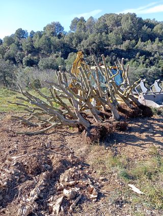 Venta de olivos hornamental