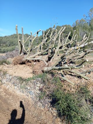 Venta de olivos hornamental