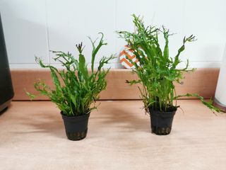 Helecho windelow-Planta para para acuarios
