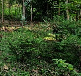 Tuyas verdes para setos y cierres, en Coristanco