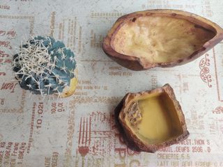 Terrareo vertical, hábitat Kit