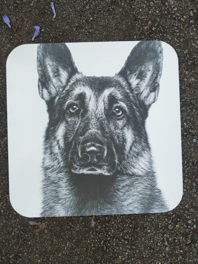 CUADRO PASTOR ALEMÁN