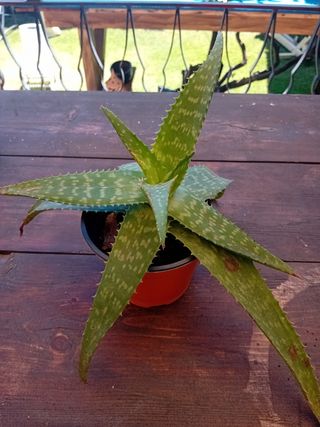 Aloe maculata