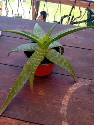 Aloe maculata