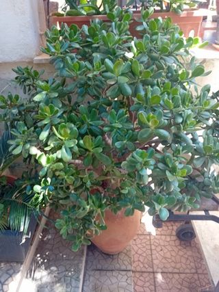 Pianta di Giada- contattami per il prezzo