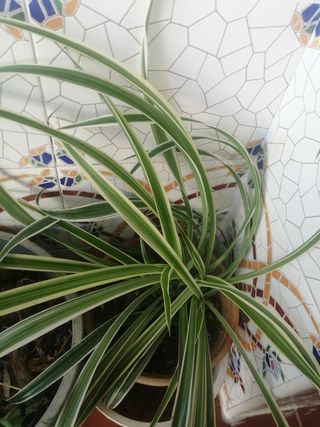 Plantas interior exterior