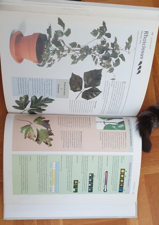 Manual de supervivencia de las plantas .