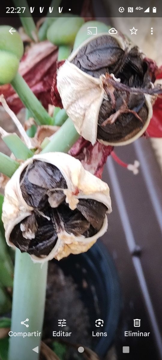 LOTE DEL TOTAL SEMILLAS AMARILIS