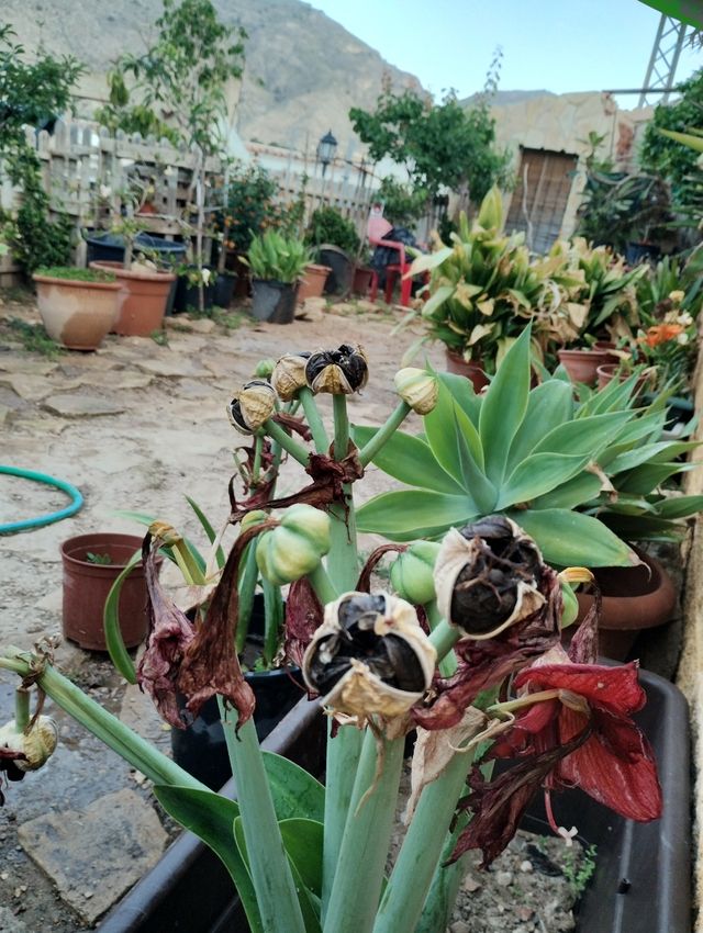 LOTE DEL TOTAL SEMILLAS AMARILIS