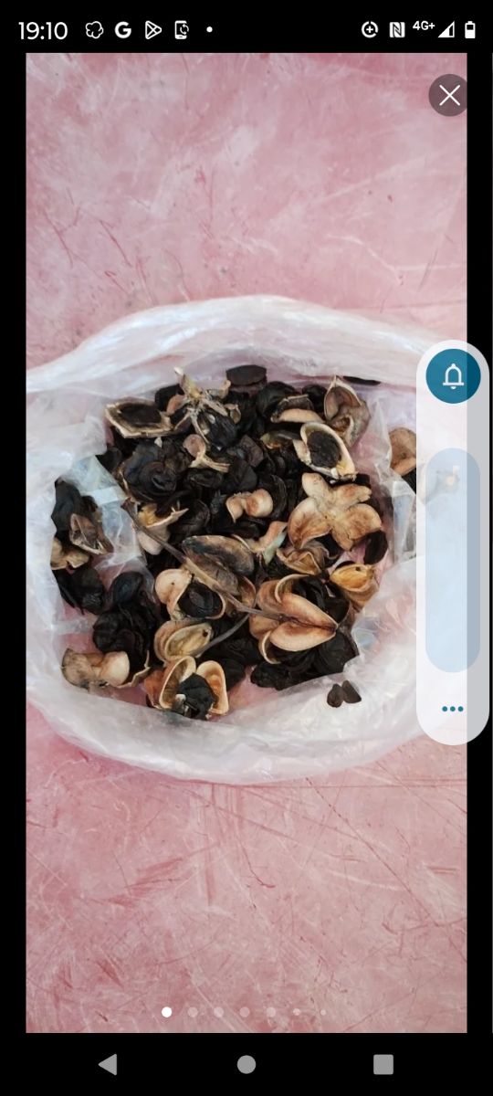 LOTE DEL TOTAL SEMILLAS AMARILIS