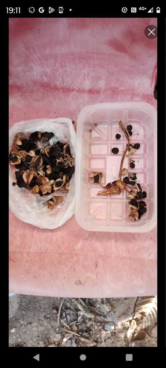 LOTE DEL TOTAL SEMILLAS AMARILIS