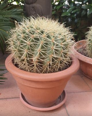 Cactus sedile di suocera