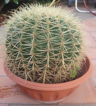 Cactus sedile di suocera