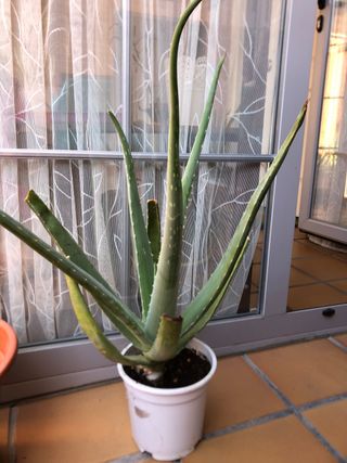 Planta aloe vera M15. Altura planta 40-45 cm