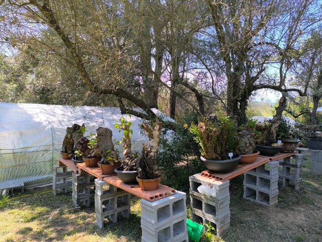 Bonsai y pre bonsais